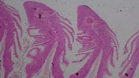 Microscopic tissue section fish gill. Isolated macro view of fish gill in c.. Vidéo 332814883