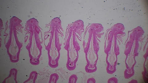 Microscopic tissue section fish gill. Isolated macro view of fish gill in c.. Stock Footage 332818323