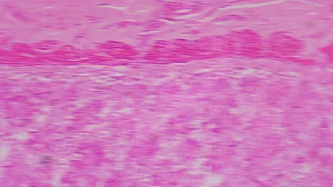 Microscopic tissue section Small Intestine. Detailed showing cross section .. Vidéo 332818346
