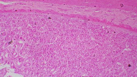 Microscopic tissue section Small Intestine. Detailed showing cross section .. Stock Footage 332818508