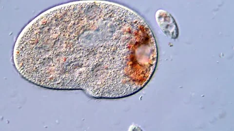 Microscopic Video Showing Rapid Movement of Ciliates, 40x Objective Stock-Footage 318947068