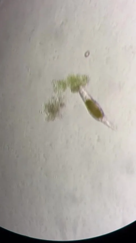 Microscopic View of Active Microorganisms in a Chinese Laboratory 库存影片 338209716