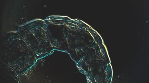 Microscopic View of Aquatic Life: Intricate Details Captured in High Definiti 動画素材 341926008