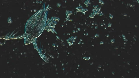 Microscopic View of Aquatic Microorganism in Dark Water with Tiny Particles.. Vídeo Stock 341925943