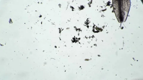 Microscopic View of Aquatic Microorganisms in Clear Water Environment Stock Footage 341926000
