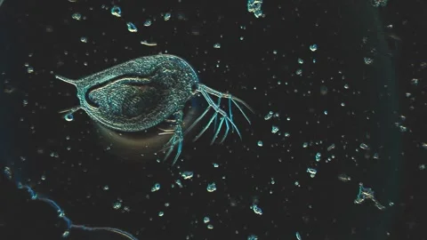 Microscopic View of Aquatic Single-Celled Organism in Dark Environment with.. Stock Footage 341926018