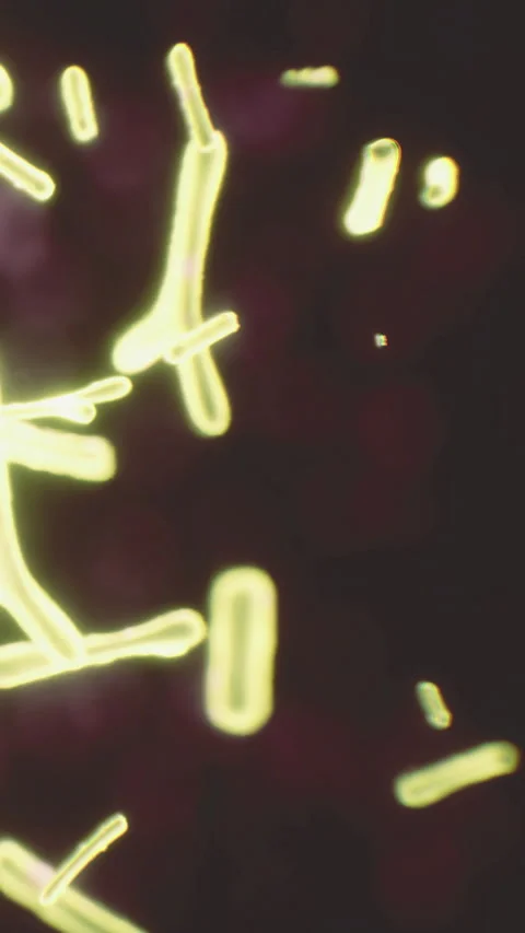 Microscopic view of bacteria and microorganisms in an unknown environment Stock Footage 336025682