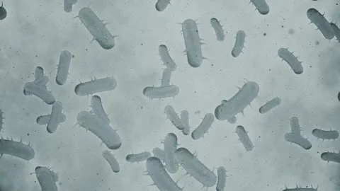 Microscopic View of Bacteria Cells Animation Stock Footage 335832829