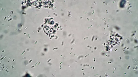Microscopic View of Bacteria Cells in a Laboratory Setting Under Magnificatio 스톡 동영상 341925921