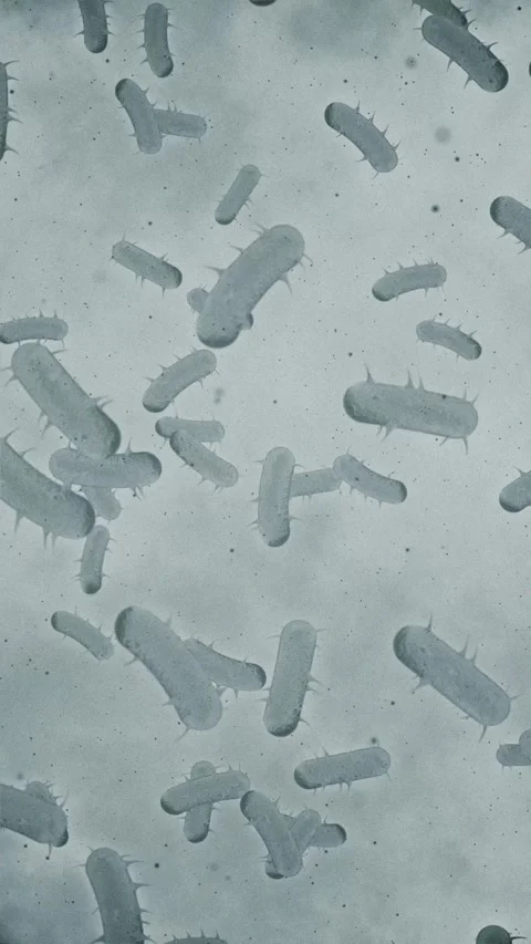 Microscopic View of Bacteria Cells Vertical Animation Stock Footage 335832825