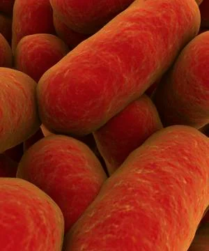 Microscopic view of bacteria. Stock Illustration