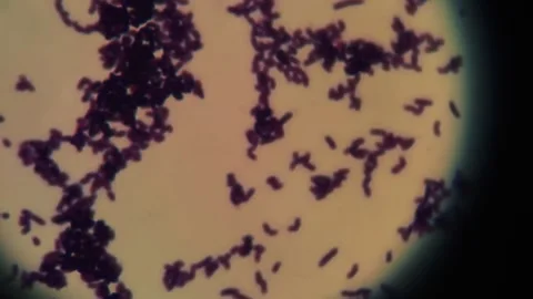 Microscopic View of Bacterial Cells Under Microscope in Laboratory Research 動画素材 335897274