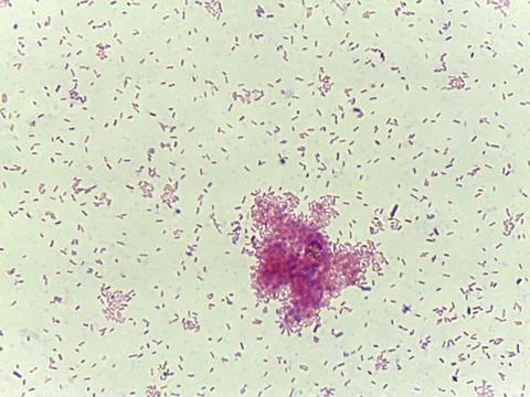 Microscopic view of bacterial colonies Foto stock