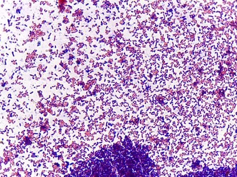 Microscopic view of bacterial colonies Stock Photos
