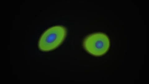 Microscopic view of biological cell division and cellular dynamics. Stock Footage 334534656