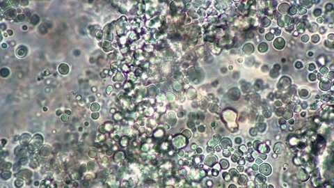 Microscopic View of Biological Cells with Abstract Patterns and Colors Vídeos de archivo 341925958