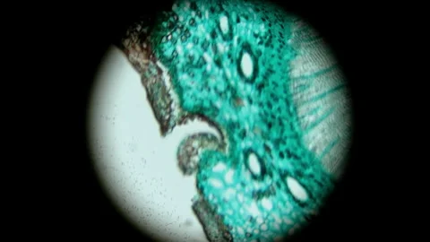 Microscopic view of biological plant cell structure under microscope. Education 스톡 동영상 329129275