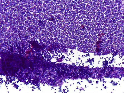 Microscopic View of Biological Sample Stock Photos