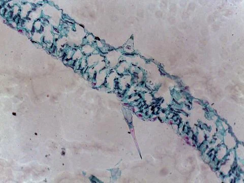 Microscopic view of biological structures 스톡 사진