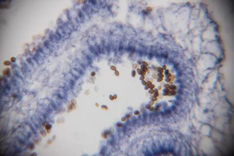 Microscopic view of biological tissue with blue staining, showing cellular .. Stock Photos