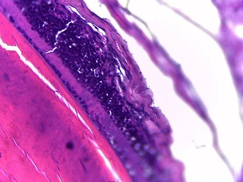 Microscopic View of Biological Tissue Sample 스톡 사진