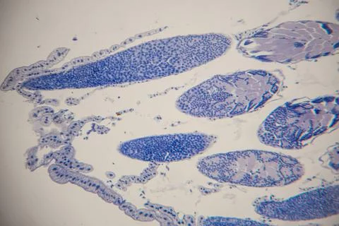 Microscopic view of biological tissue showing elongated cells with distinct.. Stock Photos