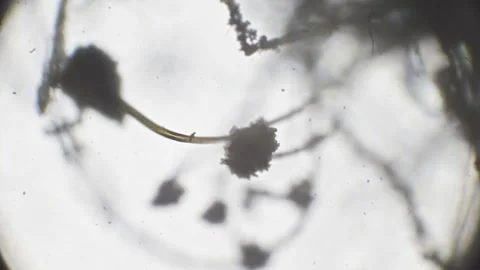 Microscopic view of black mold spores on bread, showcasing intricate filame.. Stock Footage 293680385