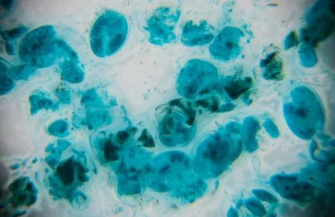 Microscopic view of blue and green cells with varying shapes and sizes on a.. Stock Photos
