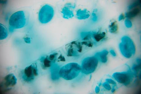 Microscopic view of blue and green cells with distinct shapes and sizes, ar.. Stock Photos