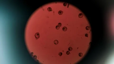 Microscopic view of bovine embryos under laboratory microscope for cattle Stock Footage 338038044