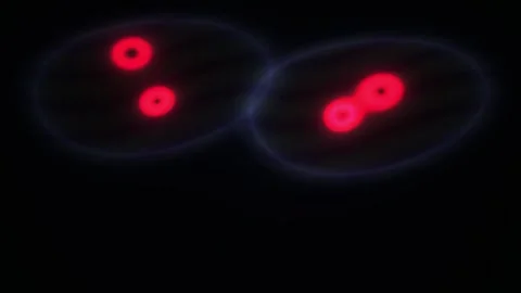 Microscopic View of Cell Division Process in Red Fluorescent Light. Stock Footage 334534704