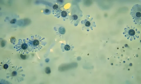 Microscopic View of Cell Membrane Dynamics 4K 스톡 동영상 347105431