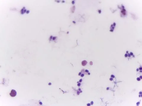 Microscopic View of Cells and Microorganisms Stock Photos