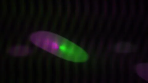 Microscopic view of cells. Stock Footage 337479472