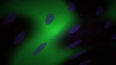 Microscopic View of Cells Under Fluorescent Green Light. Stock Footage 334534828
