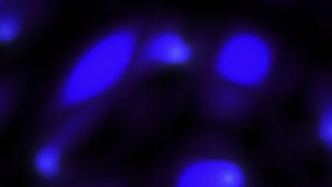 Microscopic view of cells under a fluorescent microscope. 스톡 동영상 337479229