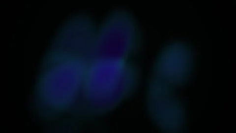 Microscopic view of cells under a microscope. 스톡 동영상 336246626