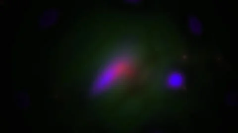 Microscopic view of cells with vibrant purple and red fluorescence. Stock Footage 335962857