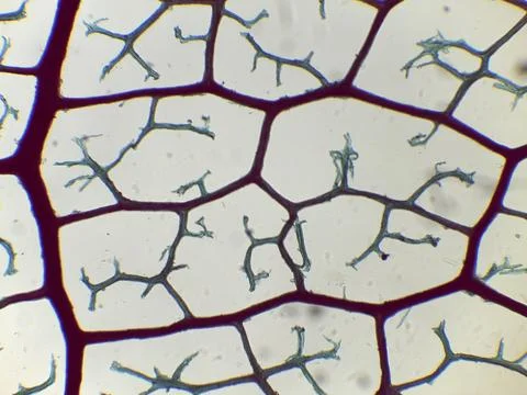 Microscopic view of cellular network Stock Photos
