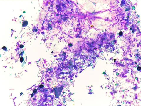 Microscopic view of cellular structures and microorganisms 스톡 사진