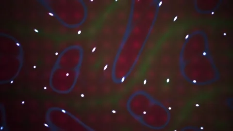 Microscopic view of cellular structures. Stock Footage 340035525