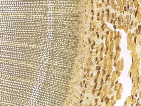 Microscopic view of cellular structures with golden hues Stock Photos