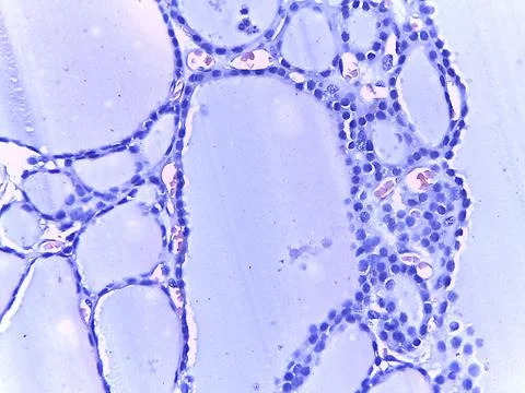 Microscopic View of Cellular Structures 스톡 사진