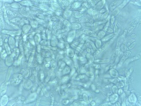 Microscopic View of Cellular Structures 스톡 사진