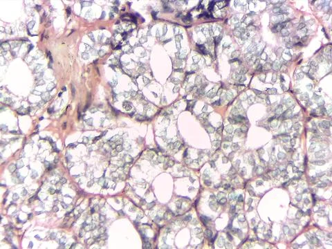 Microscopic view of cellular structures 스톡 사진