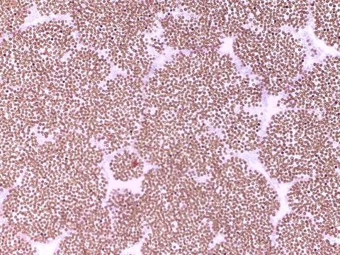 Microscopic view of cellular structures in tissue sample Stock Photos