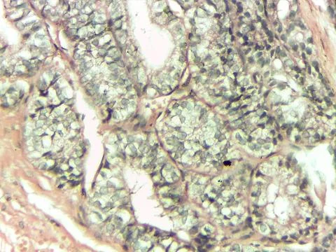 Microscopic view of cellular structures in tissue 스톡 사진