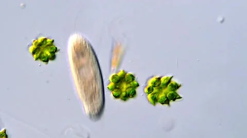 Microscopic View of Chlorophyta Freshwater Algae,  400x Stock-Footage 317787926