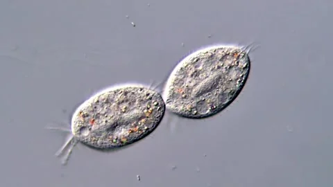 Microscopic View of Ciliate Cell Division 動画素材 317109035