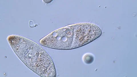 Microscopic View of Ciliate Cell Structure, 400x 動画素材 318001888